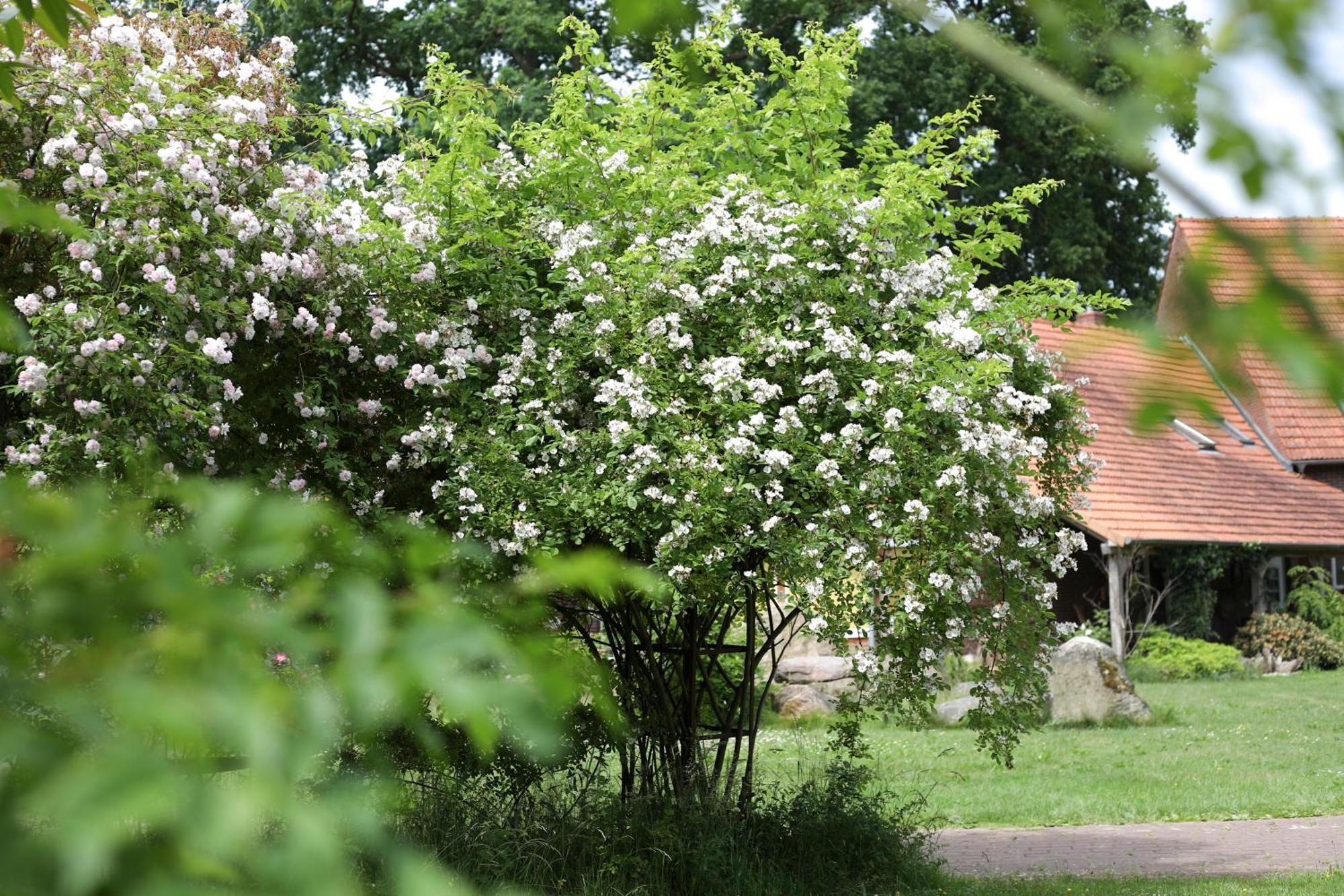 Sophienhof Achternholt Hotell Wardenburg Exteriör bild